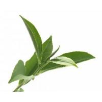 Green Tea Extract 600mg 100 capsules